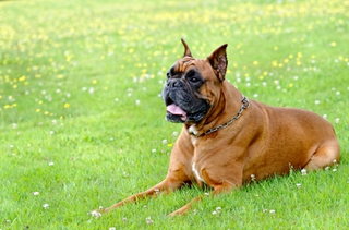 Illustration for article titled Why Dog-Training is Beneficial for the Pup